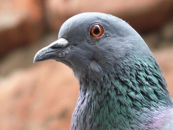 Close-up of bird