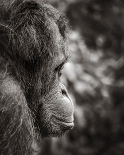 Close-up of an animal looking away