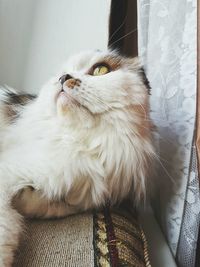 Close-up of cat resting on bed