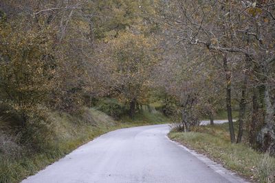 Road amidst trees