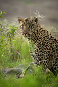 Leopard on grassy land