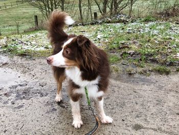 View of dog looking away on field