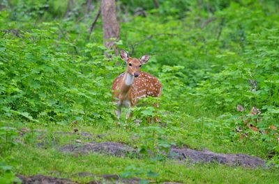 Portrait of giraffe in forest