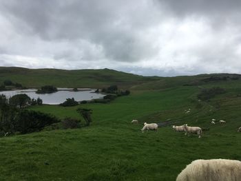 Sheep grazing on landscape against sky