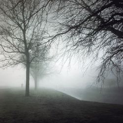 Scenic view of bare tree in foggy weather