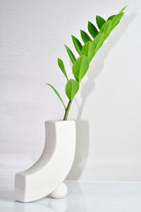 Close-up of potted plant on table against white background