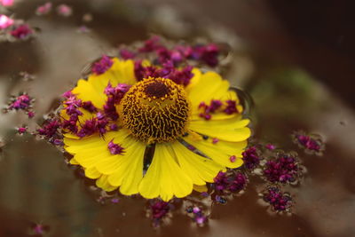 Close-up of yellow flowering plant