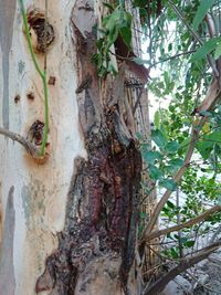 Low angle view of a tree