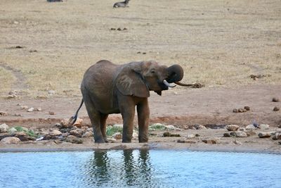 Elephant in water