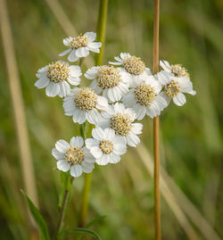 Close-up of white flowering plant on field