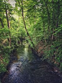 Stream amidst trees in forest