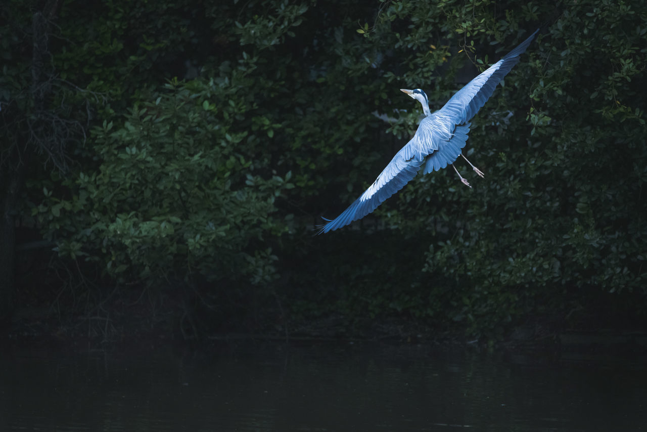 BIRDS FLYING OVER LAKE