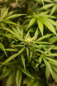 Close up of marijuana flower. medical plant.