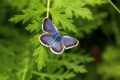 Close-up of butterfly on plant