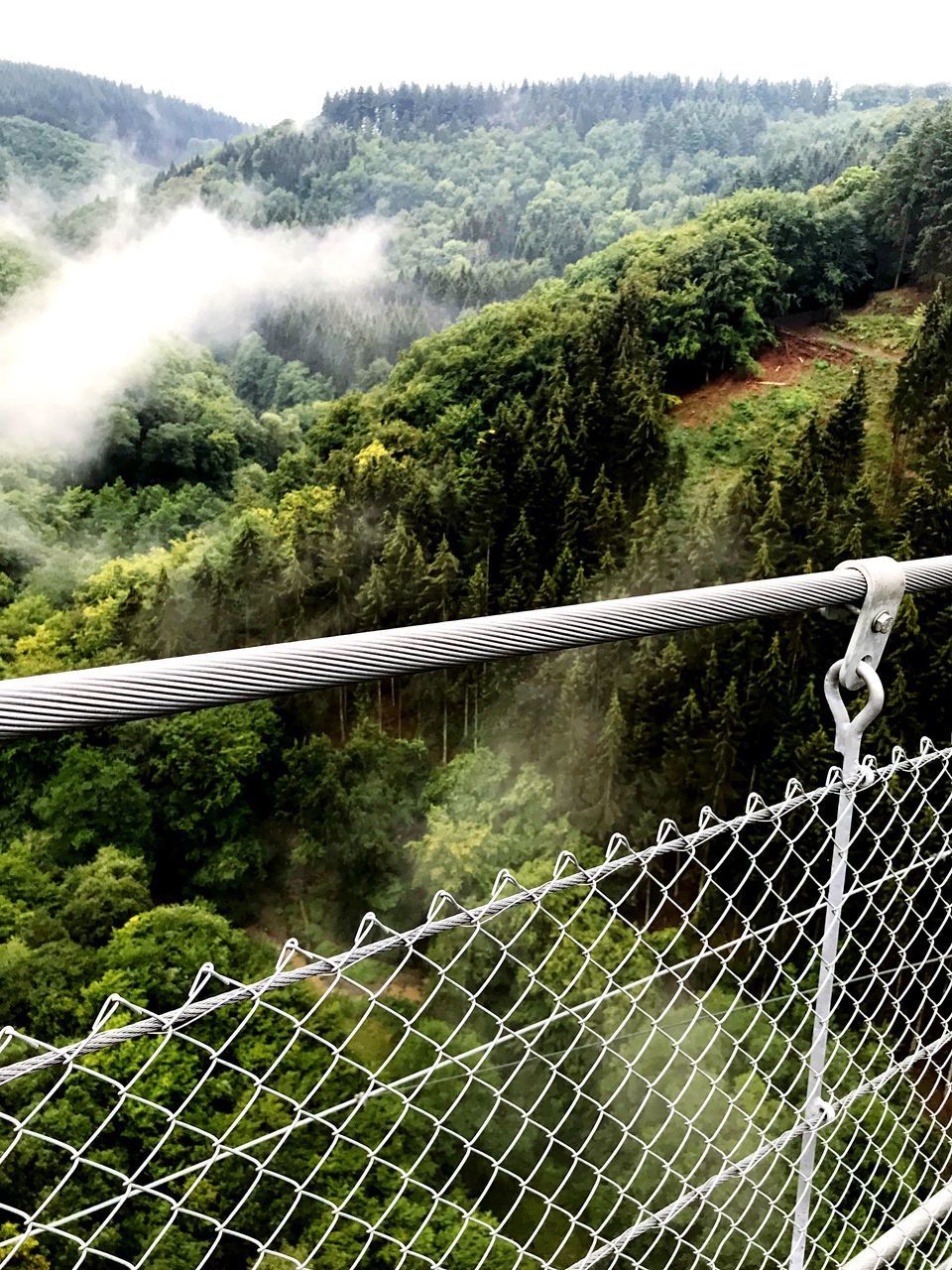 SCENIC VIEW OF FOREST