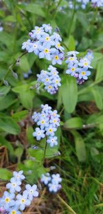 Close-up of white flowering plants on field