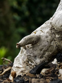 Close-up of lizard on rock