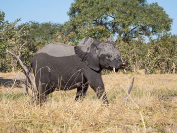 View of elephant in park