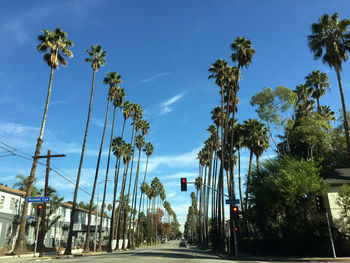 Low angle view of palm trees against sky