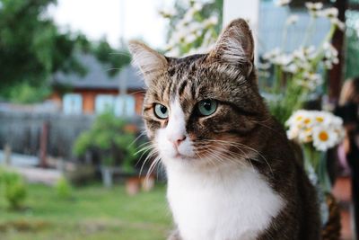 Close-up of tabby cat in back yard