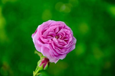 Close-up of pink rose