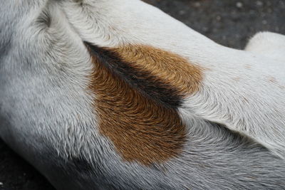 Close-up of a dog