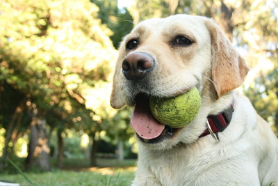 Close-up of dog looking away