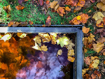 High angle view of maple leaves fallen in park