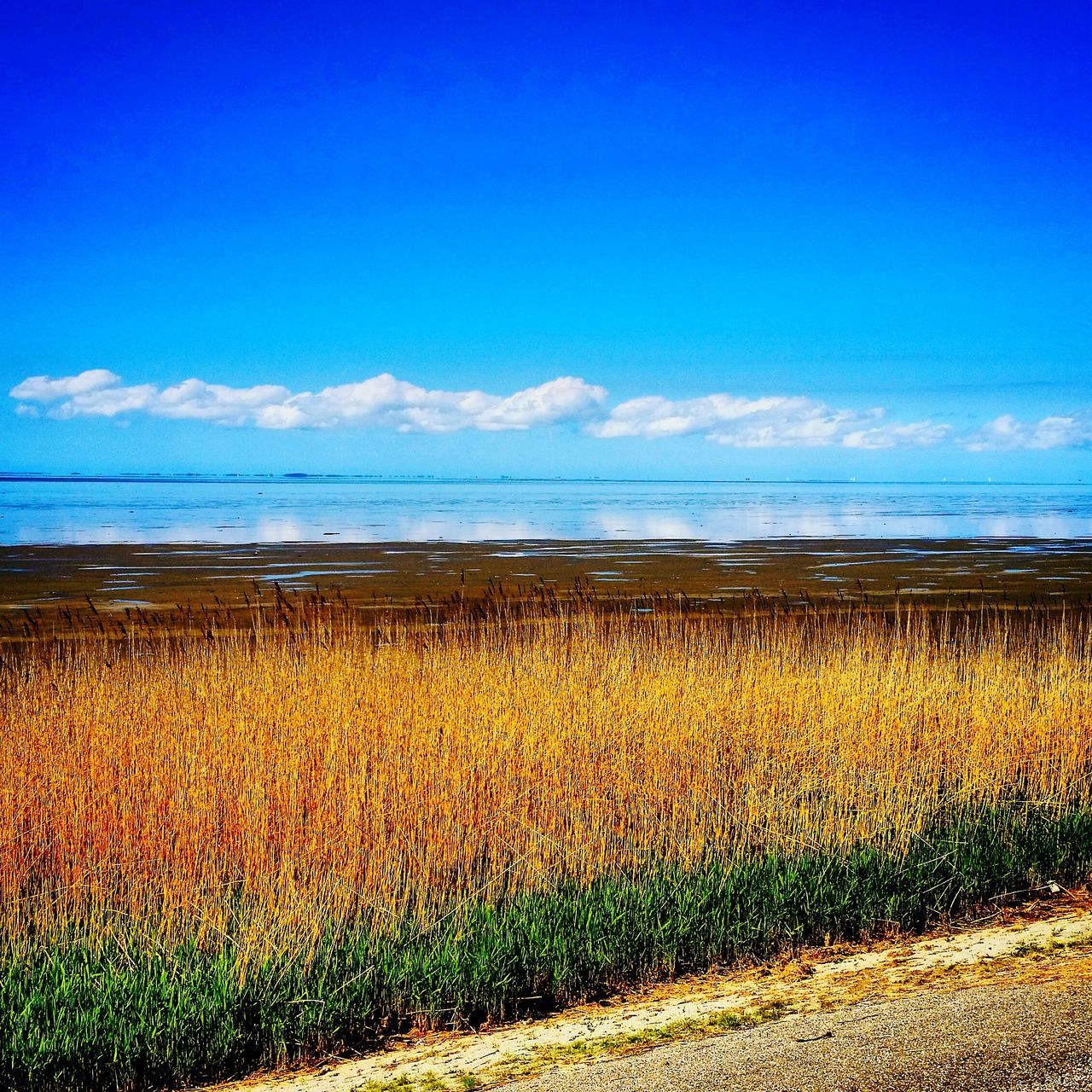 tranquil scene, sky, water, horizon over water, beauty in nature, sea, tranquility, blue, scenics, nature, beach, plant, flower, growth, grass, field, cloud, idyllic, shore, cloud - sky