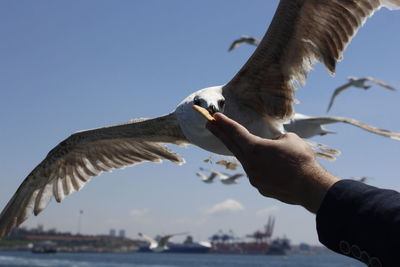 Low angle view of hand feeding seagull