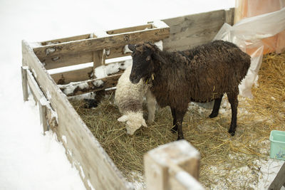 Sheep in pen. live on farm. wool on sheep. animal eats hay.