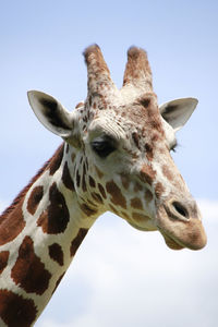 Low angle view of giraffe against clear sky