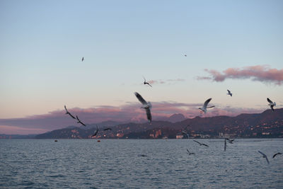 Seagulls flying over sea against sky
