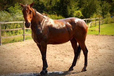 Horse in ranch