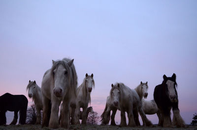 Horses standing on field against sky at dawn