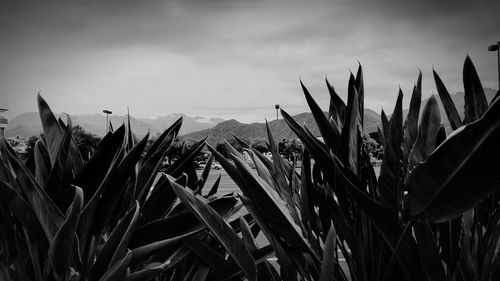 Close-up of plants growing on field against sky