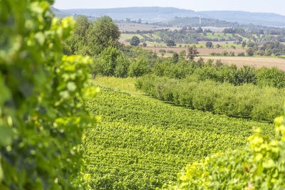 Scenic view of vineyard