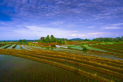 Scenic view of agricultural field against sky