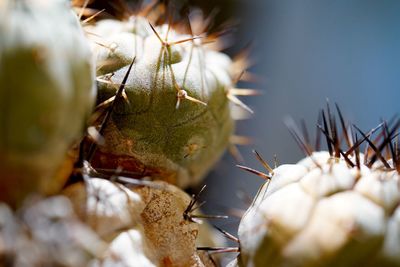 Close-up of cactus plant