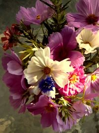 Close-up of pink flowers