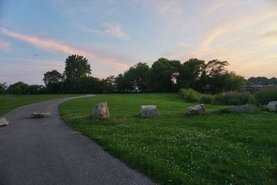 Trees on grassy field