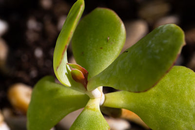 Close-up of succulent plant
