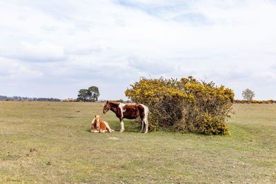 Horse in a field