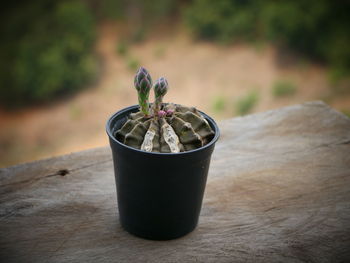 Close-up of potted plant in pot