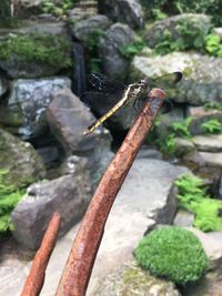 Close-up of rusty chain on rock