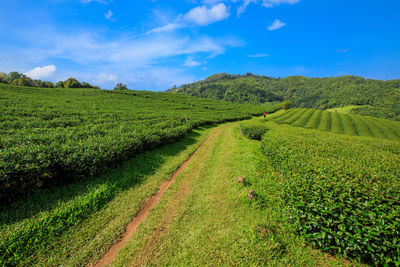 Scenic view of agricultural field against sky