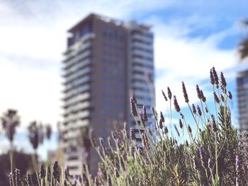 Close-up of purple flowering plants against buildings