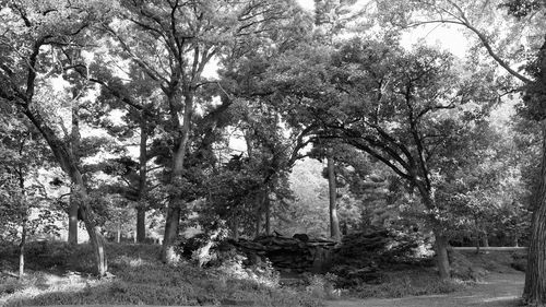 Trees in park