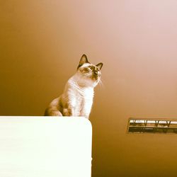 Cat looking away while sitting on wall at home