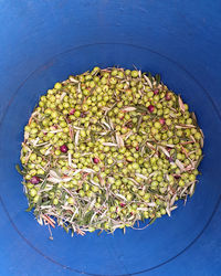 Freshly picked olive fruit in blue container